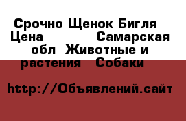 Срочно Щенок Бигля › Цена ­ 1 000 - Самарская обл. Животные и растения » Собаки   